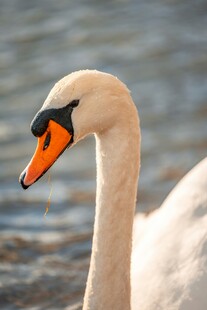 优雅天鹅水中特写