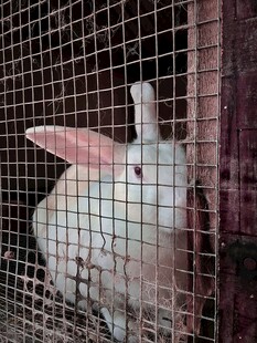 笼中白兔