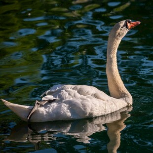 优雅天鹅水中悠然游弋
