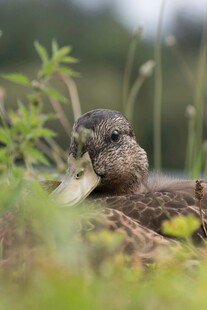 野鸭叼物于草丛间