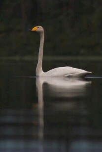 优雅天鹅于湖面悠然游弋