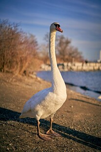 岸边单只天鹅优雅伫立