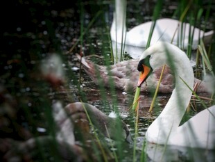 芦苇丛中天鹅与幼崽