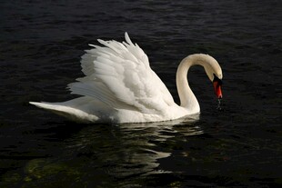 优雅天鹅水中展翼