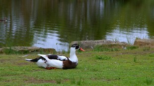 草地上休憩的两只鸭子