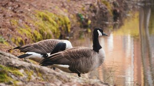 岸边休憩的两只加拿大鹅