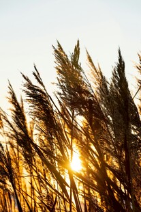 夕阳下的芦苇