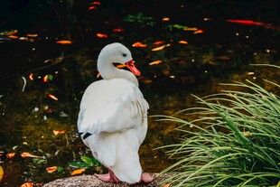 白鸭立于池边赏游鱼