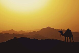 沙漠驼影夕阳下的美景