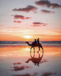夕阳下海边的骆驼骑行