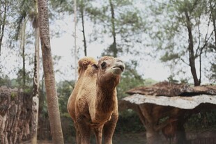 动物园里的单峰骆驼