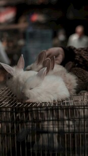 抚摸笼中白兔