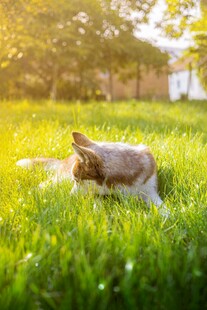 兔子