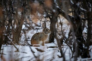 雪地中藏身于灌木的野兔