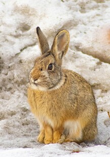 雪地中的棕色野兔
