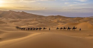 沙漠驼队夕阳下的壮丽景象