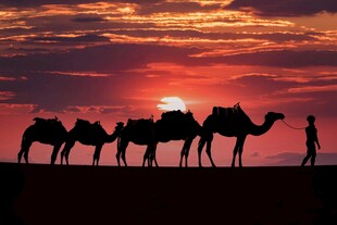 沙漠驼队夕阳下的剪影