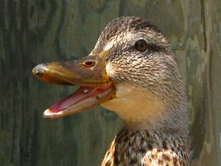 张嘴的野鸭特写