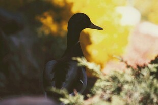 林间黑鸭 光影中的静谧身影