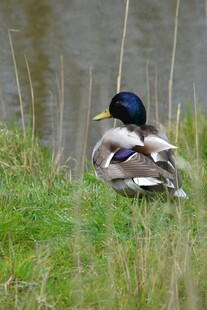 草地上休憩的野鸭