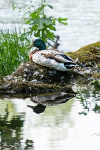 水边休憩的野鸭