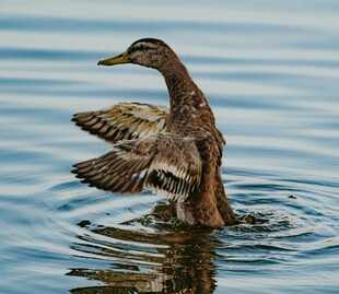 鸭子水中展翅