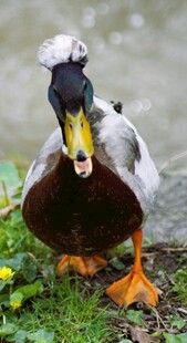 独特羽冠的鸭子