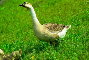 草地上的母鹅与小鹅
