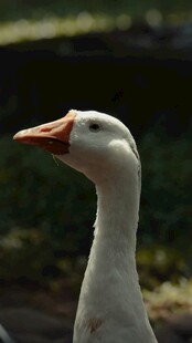 白鹅特写