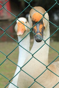 栅栏后的两只鹅