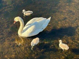 天鹅携幼崽水中悠游