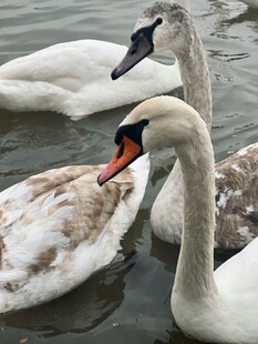 水中优雅天鹅群