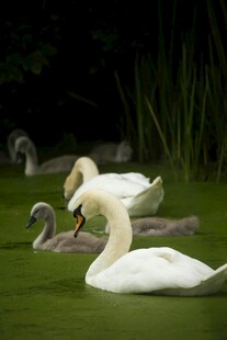 湖畔休憩的优雅天鹅