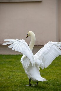 天鹅展翅于绿草地
