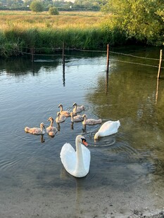 池塘中天鹅与鸭子共游