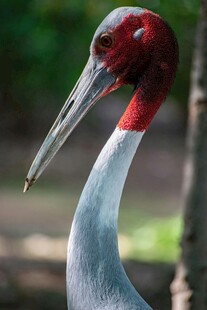 红颈长喙鹤特写