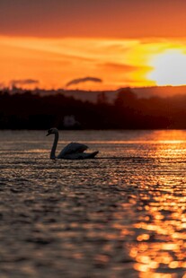 夕阳下湖面的优雅天鹅