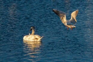 水面上的飞鸟与游禽