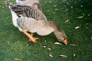 灰鹅草地啄食谷物