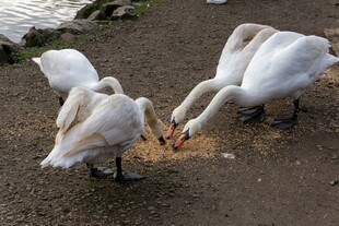 天鹅在岸边低头觅食