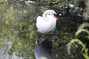 水边白鸟静立赏景