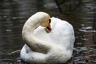 优雅天鹅水中自我梳理