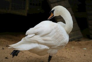 优雅天鹅单腿站立姿态