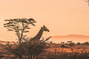夕阳下草原上的长颈鹿