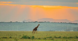 夕阳下草原上的长颈鹿