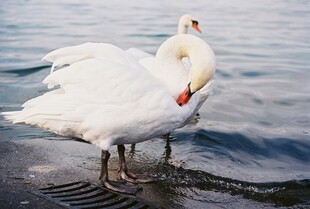 岸边优雅天鹅整理羽毛