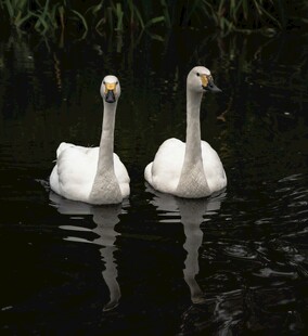 双天鹅悠游于静谧水面