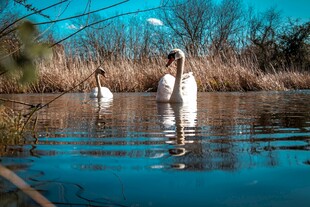 湖面上的优雅天鹅