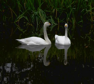 湖中游弋的优雅双天鹅