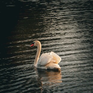 优雅天鹅于水面悠然游弋